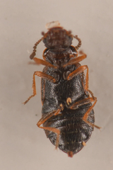 Coryphiini