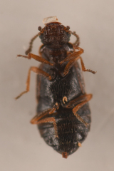 Coryphiini