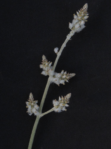 Arizona snakecotton (Froelichia arizonica)