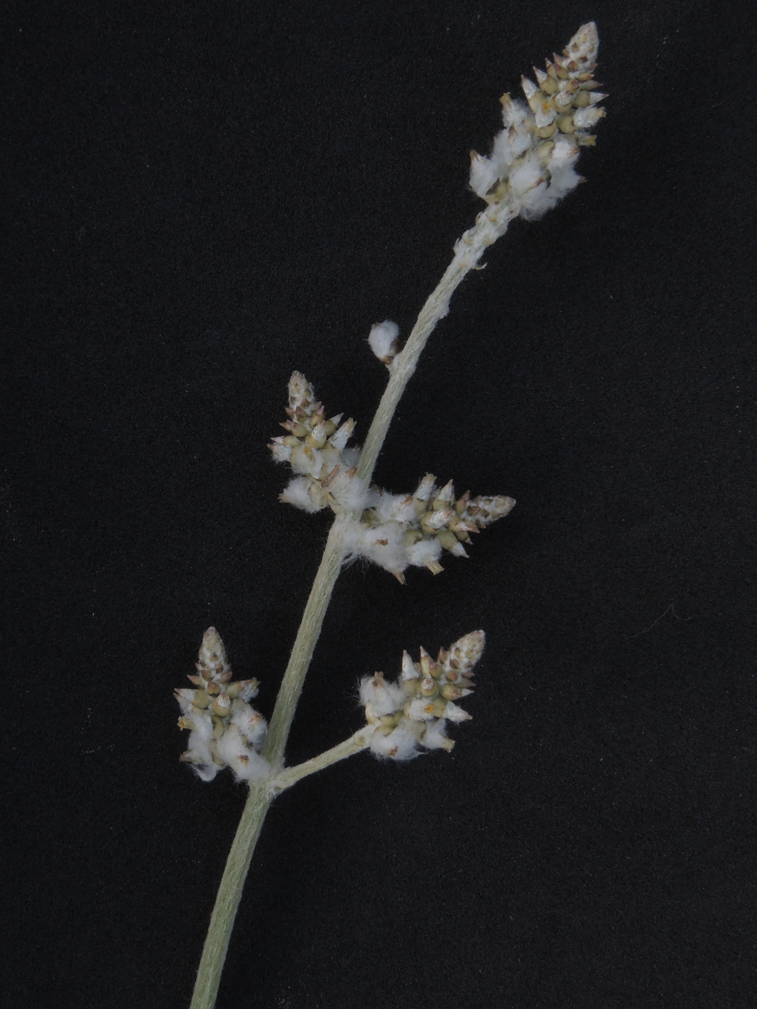 Froelichia arizonica