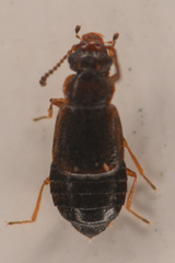Coryphiini