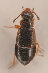 Coryphiini