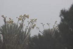 Oxypogon guerinii