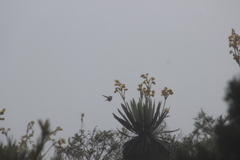 Oxypogon guerinii