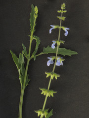 Salvia subincisa
