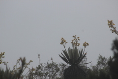 Oxypogon guerinii