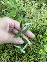 Kalmia polifolia