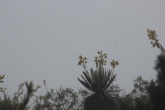 Oxypogon guerinii