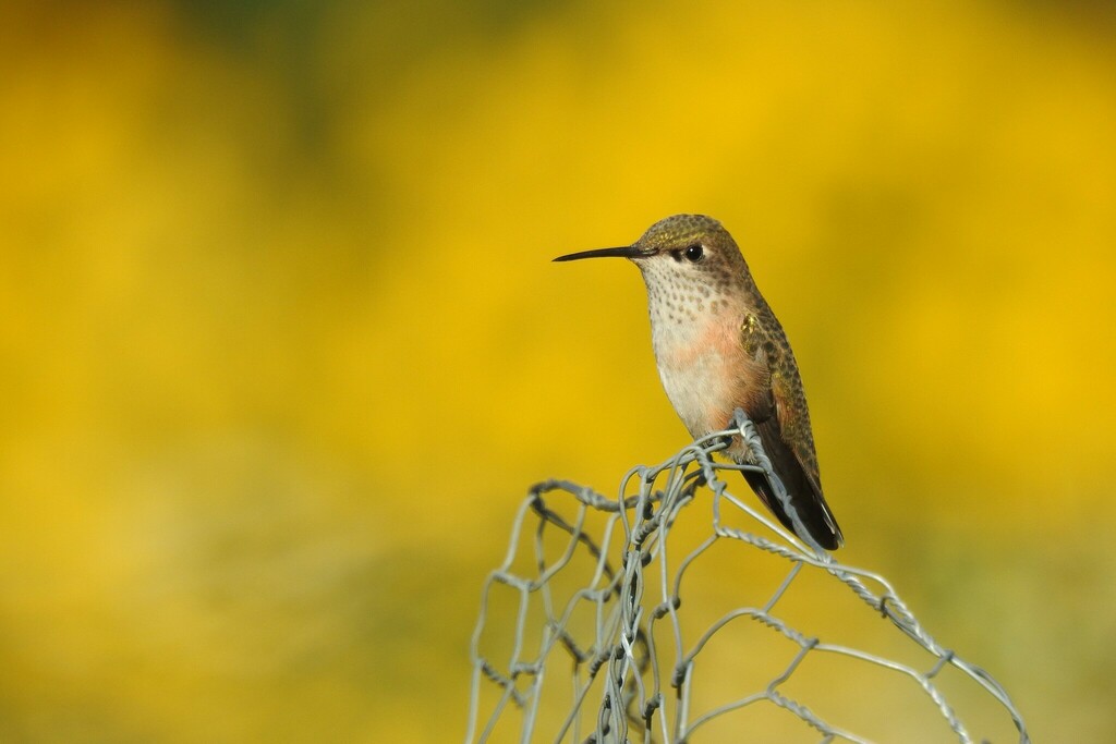 Calliope Hummingbird