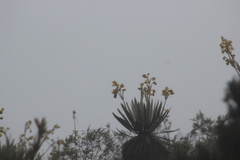 Oxypogon guerinii