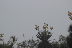 Oxypogon guerinii