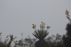 Oxypogon guerinii