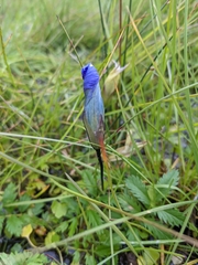 Gentianopsis detonsa