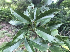 Castanopsis formosana