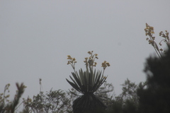 Oxypogon guerinii