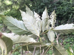 Castanopsis formosana