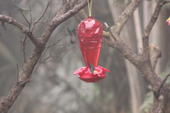 Chaetocercus mulsant