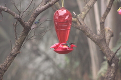 Chaetocercus mulsant