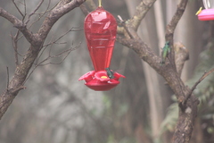 Chaetocercus mulsant