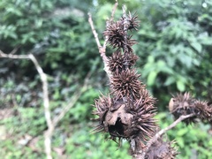 Castanopsis formosana