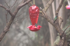 Chaetocercus mulsant