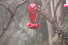 Chaetocercus mulsant