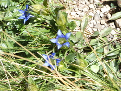 Gentiana parryi