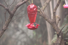 Chaetocercus mulsant