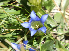 Gentiana parryi