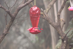 Chaetocercus mulsant