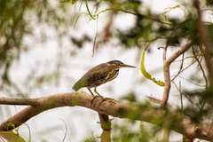 Butorides virescens