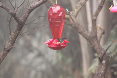 Chaetocercus mulsant