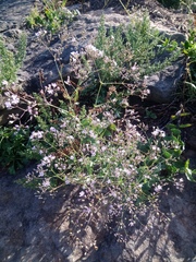 Gypsophila pacifica