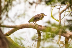 Butorides virescens