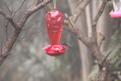 Chaetocercus mulsant