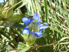 Gentiana parryi