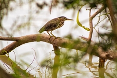 Butorides virescens