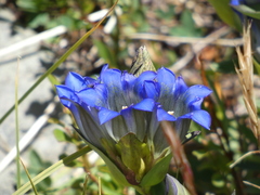 Gentiana parryi