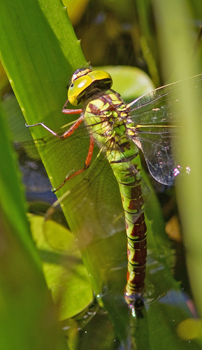 Green Hawker