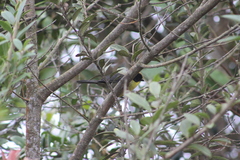 Atlapetes pallidinucha