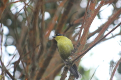 Atlapetes pallidinucha