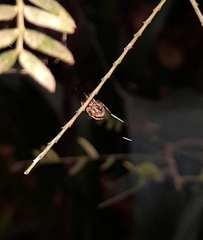 Parawixia