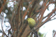 Atlapetes pallidinucha