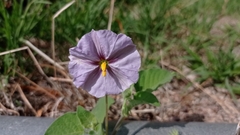 Lycianthes dejecta