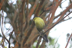 Atlapetes pallidinucha