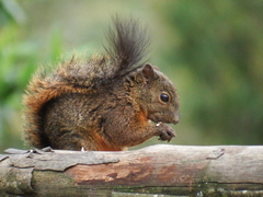 Sciurus pucheranii