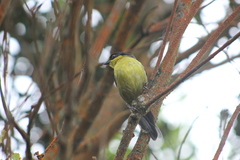 Atlapetes pallidinucha