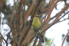 Atlapetes pallidinucha