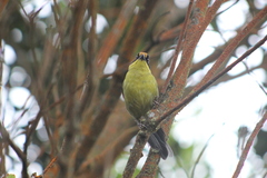 Atlapetes pallidinucha