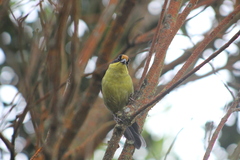 Atlapetes pallidinucha